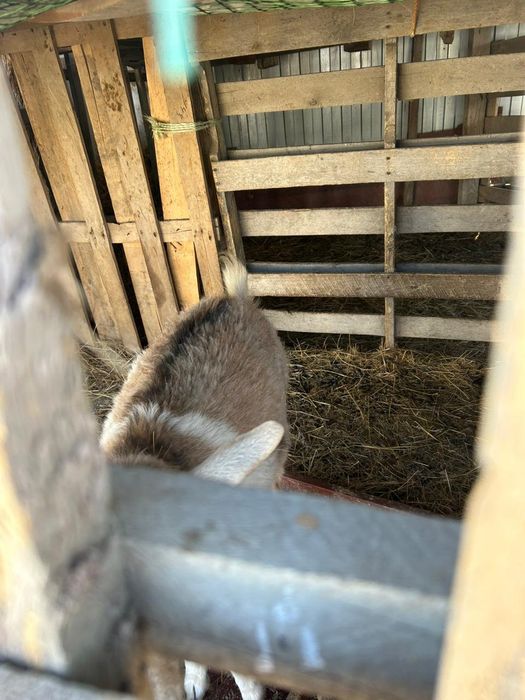 Ешкі шыбыш сатылады