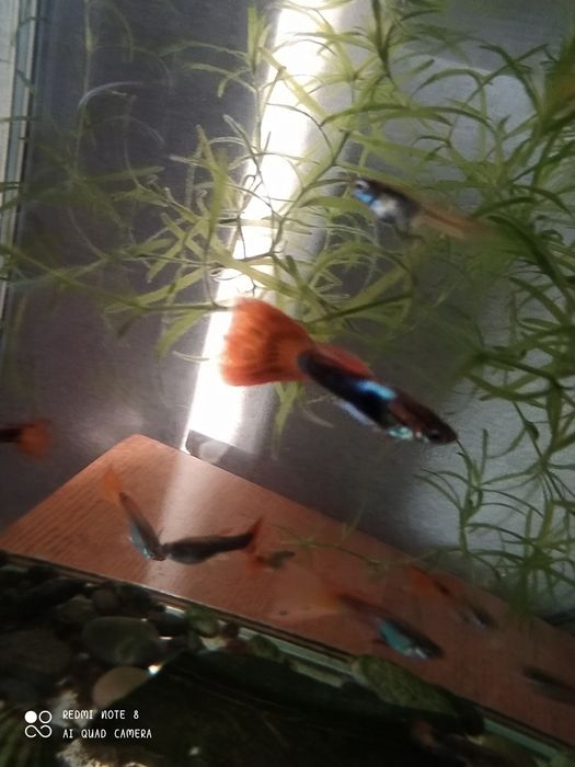 рыбка гуппи. мальчик