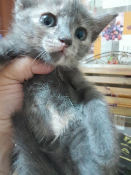 Отдам котят в добрые руки.