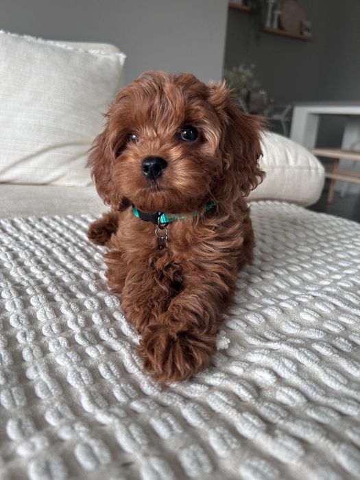 Băiețel  cavapoo pudel