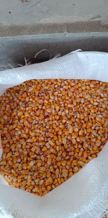 Porumb boabe de vanzare