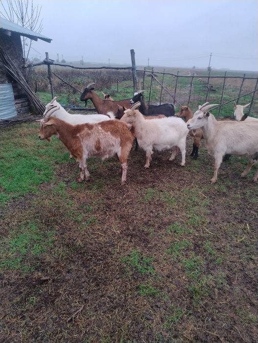Vând capre bune de lapte