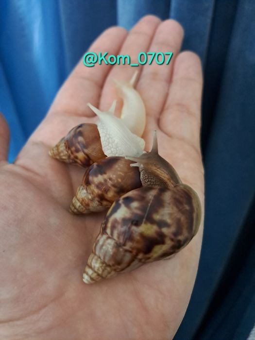 Улитка ахатина косметологическая