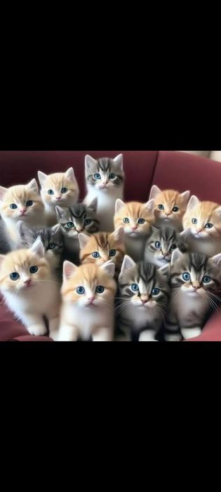 Отдам котят бесплатно!