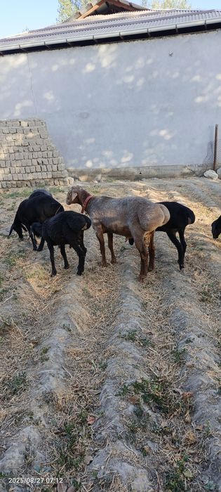 Arashan qochqor sotiladi 2 tish