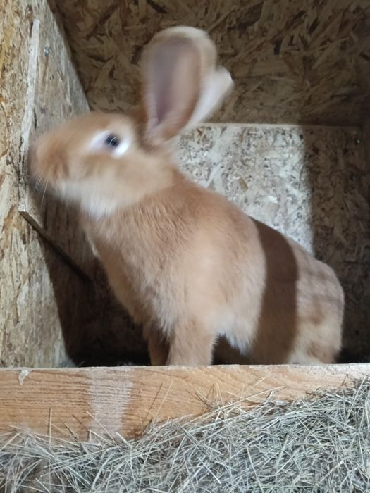 Продам кролов бургундцы