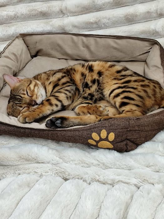 Бенгалска котка мъжка