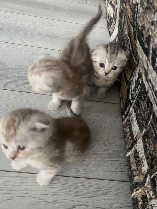 Продам котят мраморных