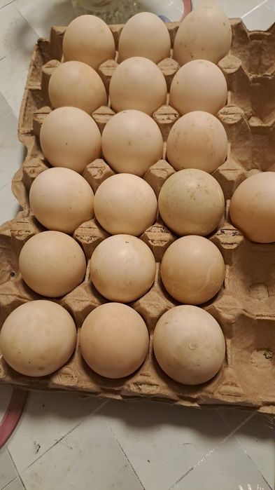 Продам инкубационные яйца индоуток.