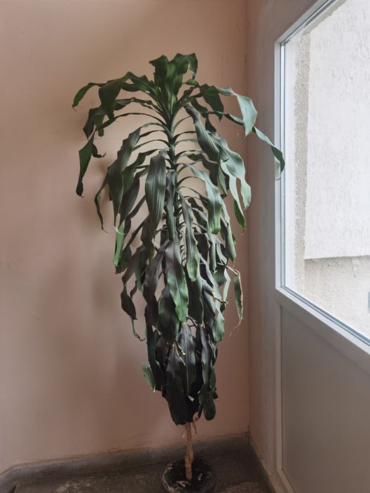 Палма вид Юка 2.20 м