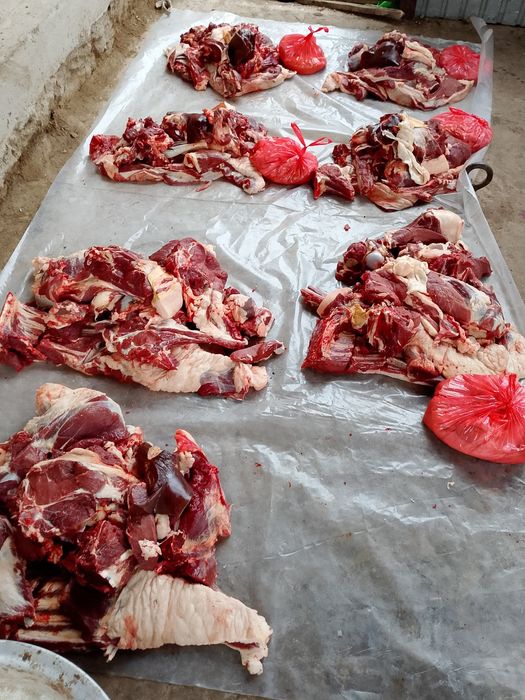 Жиликке полтарашка жылкылар бар