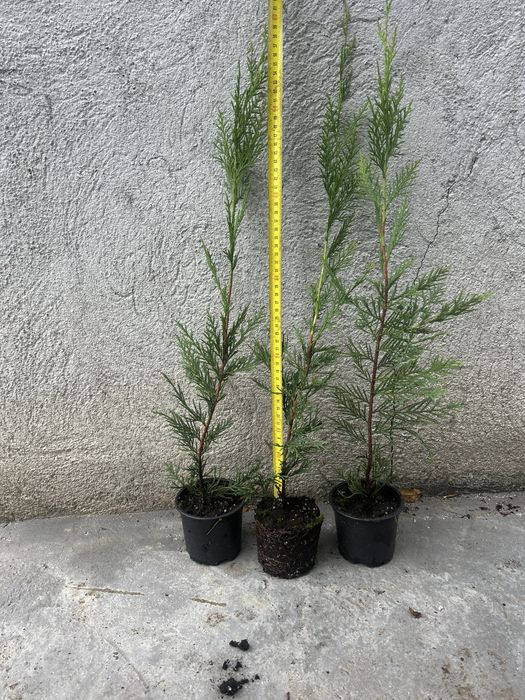 Leylandii – 40-60 cm, la ghiveci, rădăcini bine dezvoltate