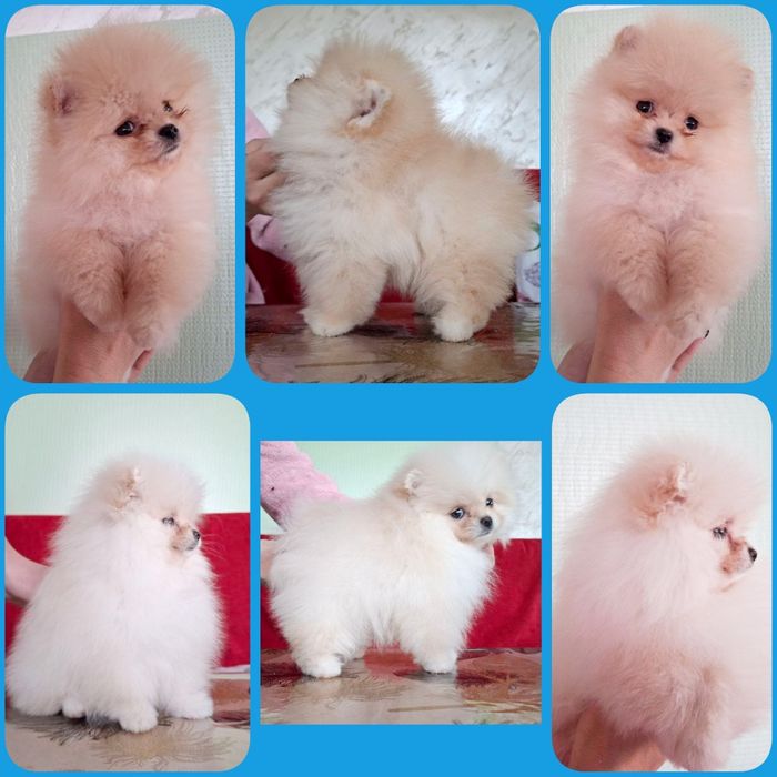 Щенки породы шпиц ждут свои семьи.