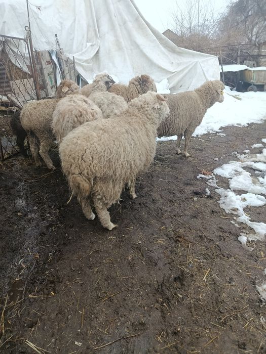 В Продажи Жирные бараны.