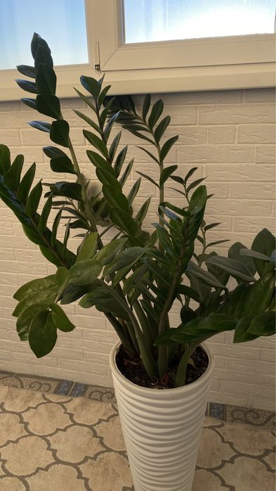 Цветок замиокулькас 1м 50см