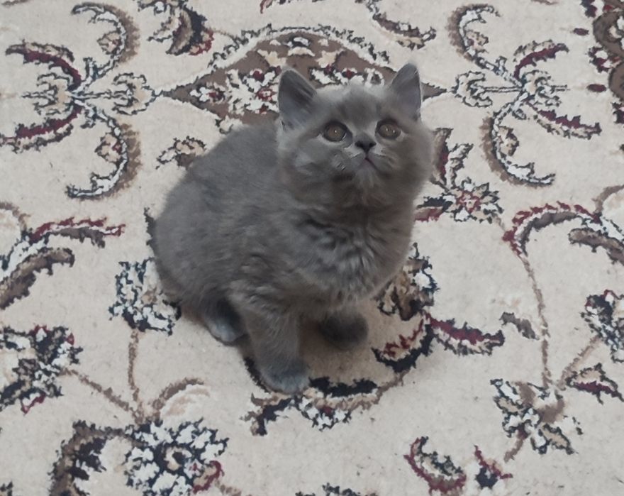 Продаются породистые котята Два месяца от правильной вязки девочка фол