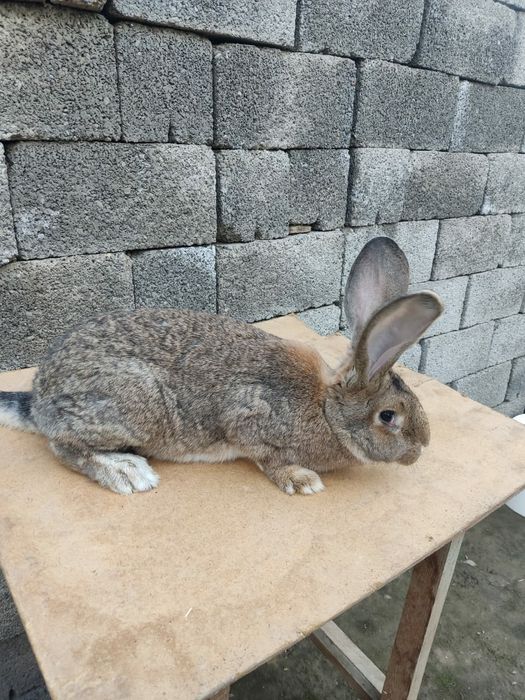 Фландр     самка