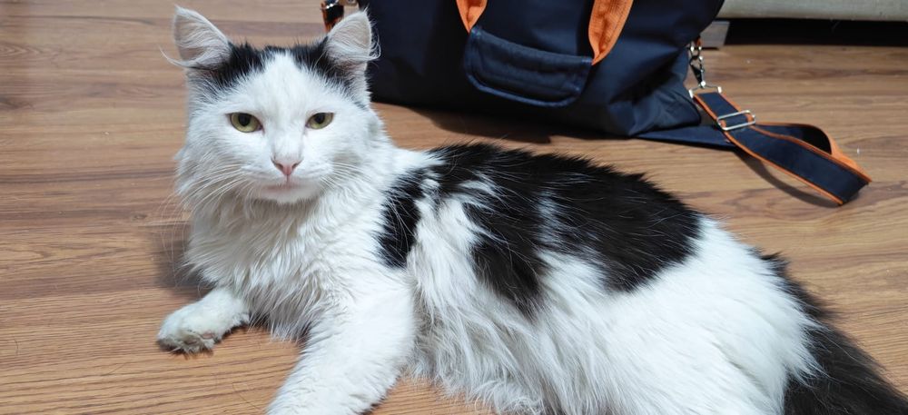 Отдам отличного кота