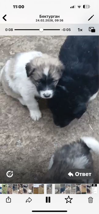 Тобет( Қазақы ит) күшіктері щенята