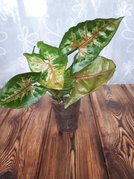 Сингониум Syngonium