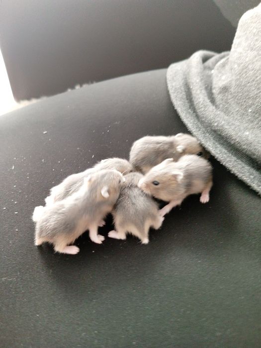 Малыши джунгарских хомячков