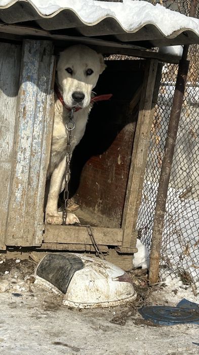 Предлагается к проадаже девочка алабай