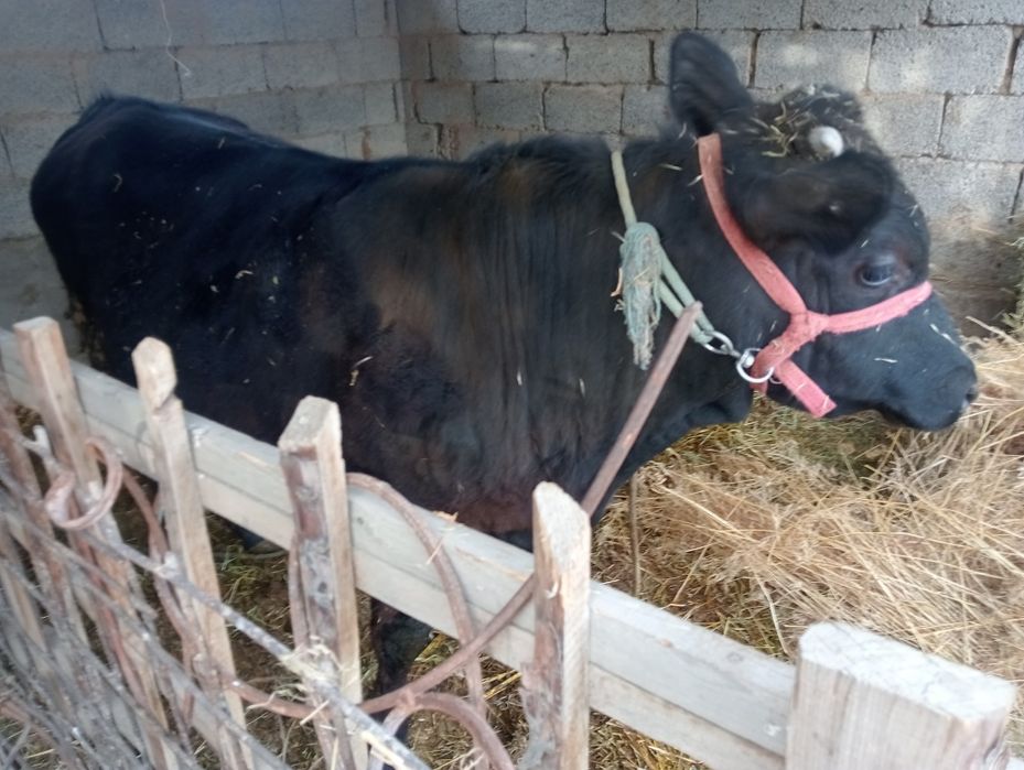 Бұқа сатылады 1 жасар