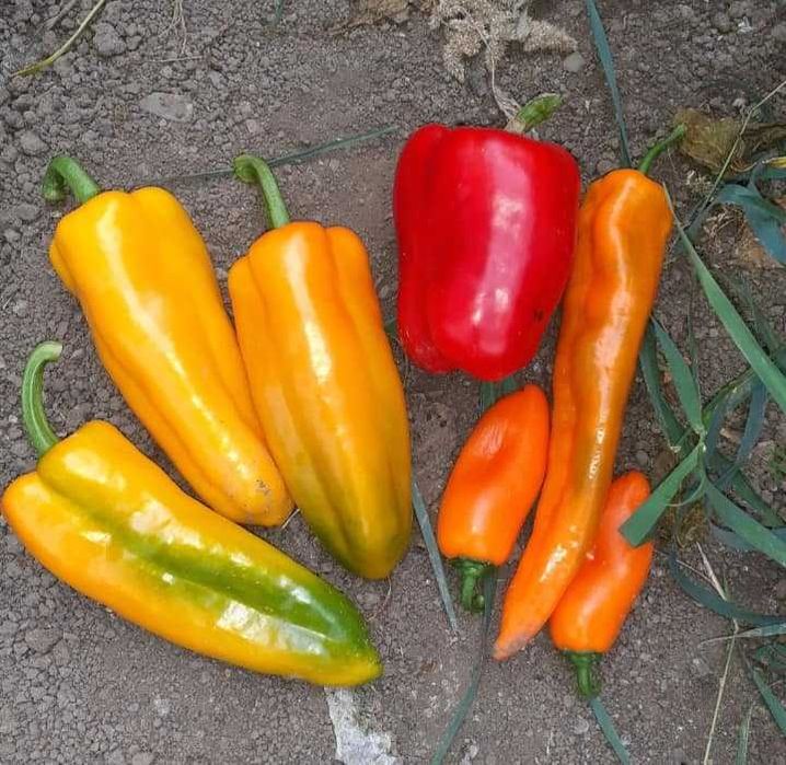 vand seminte de ardei gras, gogosar , capia