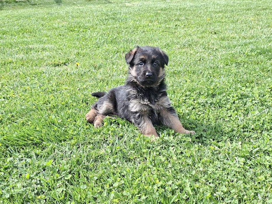 Малки немски овчарки