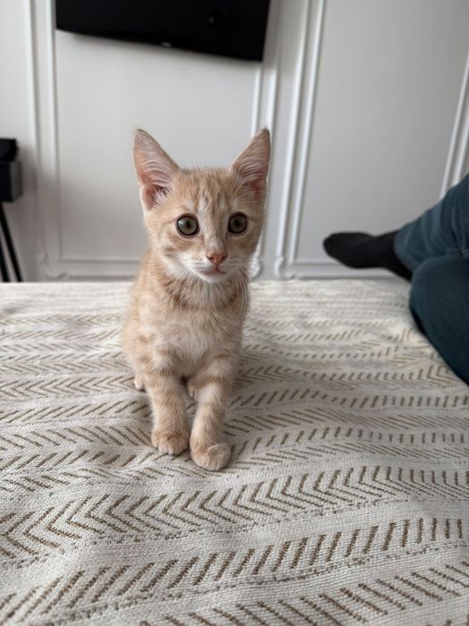 Отдам котёнка в хорошие руки