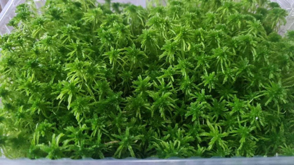 Живой мох Сфагнум  премиум класса 100 г 100 000