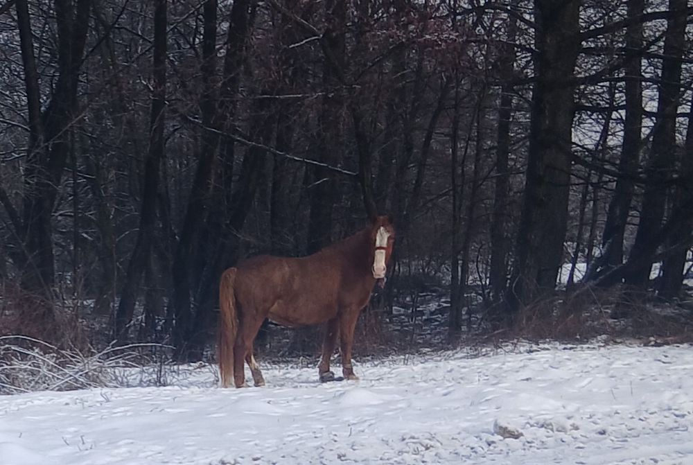 Vand iapă pt detali sunati la nr de telefon