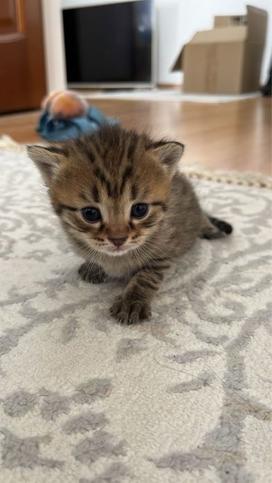 В добрые руки кошка бесплатно