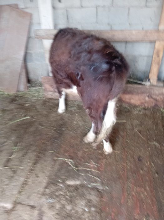 Ургашы 7-8 айлык тана сатылады