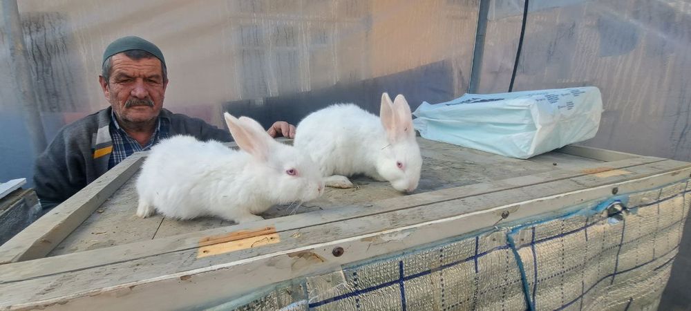 Куен болалари сотилади 30кун 35кун 42кун