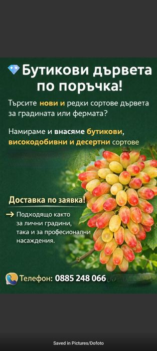 Десертен сорт грозде МАНИКЮР