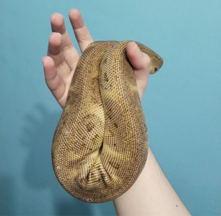 Королевский питон