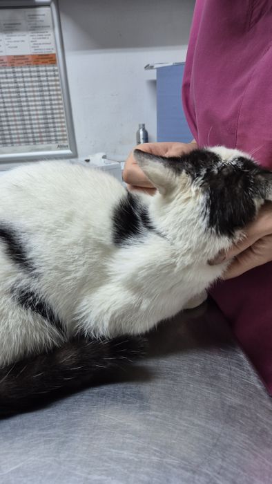 Scandal pisica cauta acasa