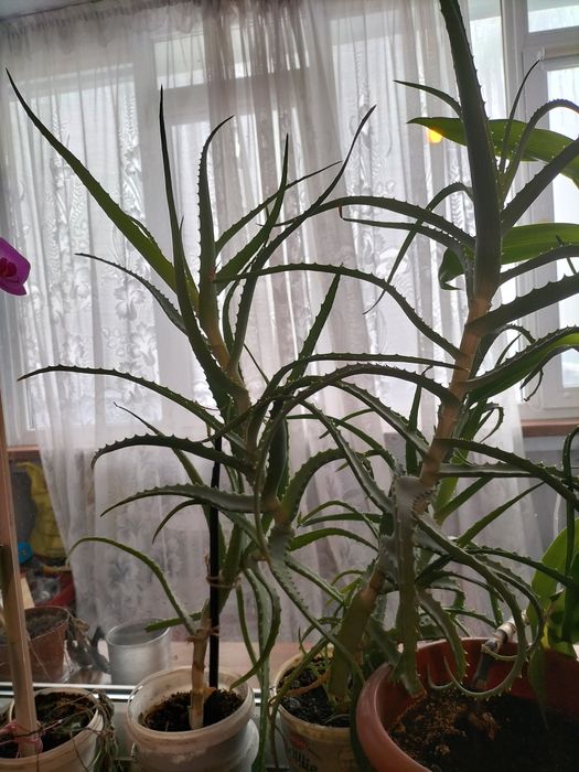 Продам алое 3года