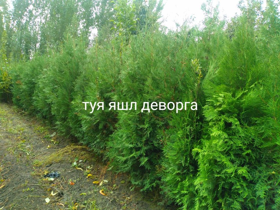 Арчалар хилмахил турдаги арчалар