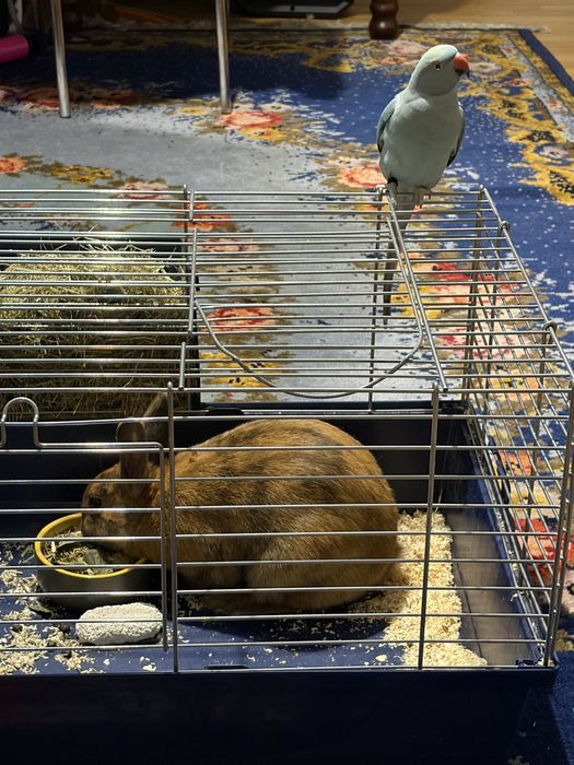 papagal micul alexandru