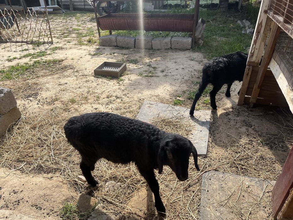 Ягнята девочки.