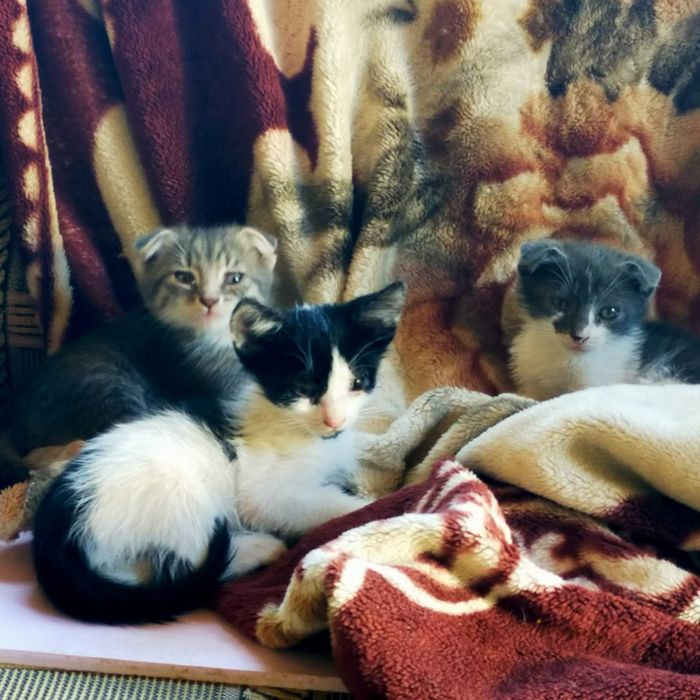 Отдам бесплатно Котят в добрые руки.