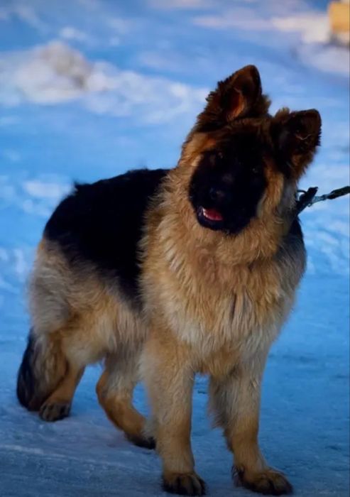 Овчарка 10мес длиношорсынй