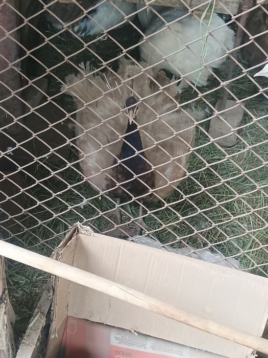 Păuni tineret și adulți diferite culori.