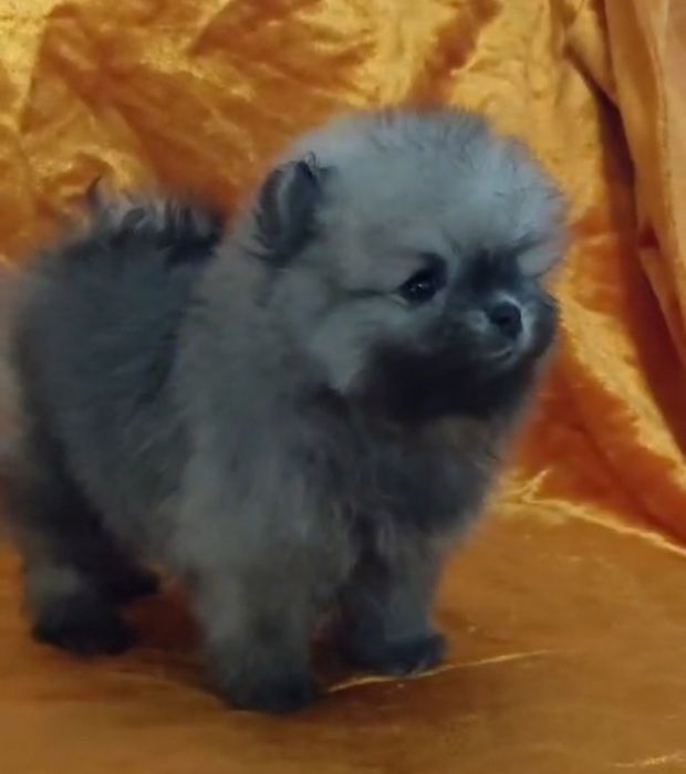 Щенки шпица мини