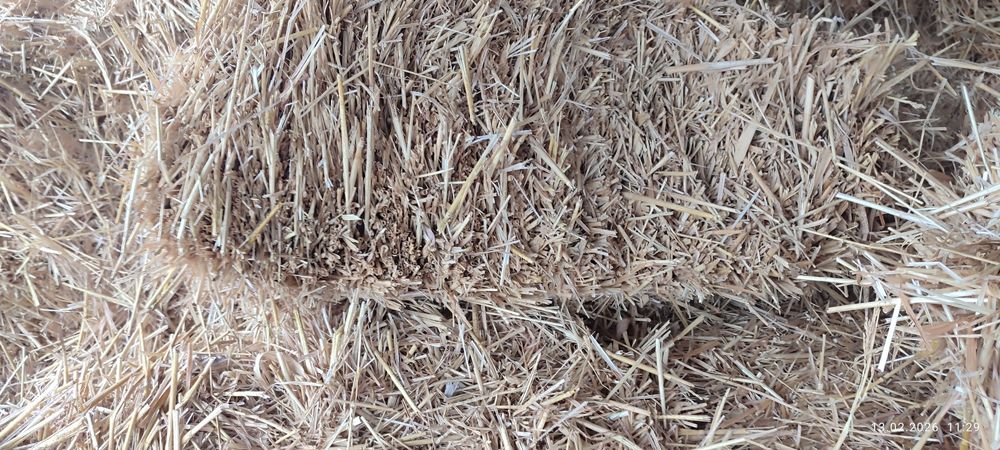 Сомон пресс сот илади.