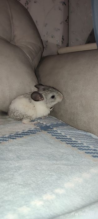 Продам шиншиллят 1.5 месяца