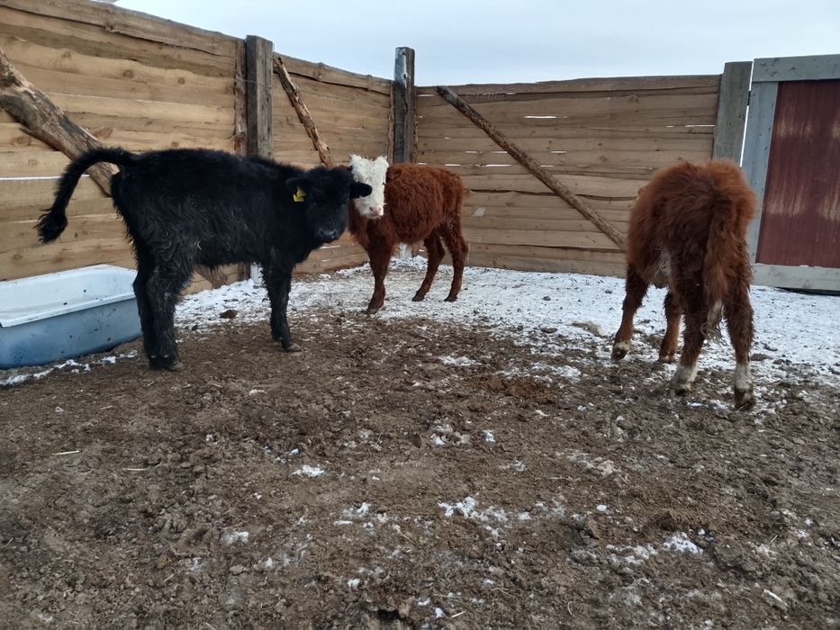 Бука кашарлар...