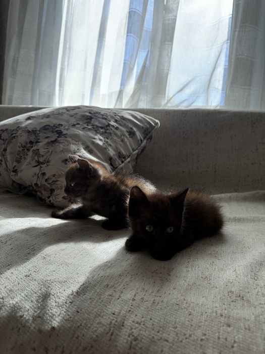 Отдадим котят в добрые руки